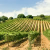 Touring Tuscan vineyards